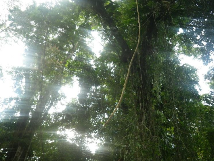 Tarzan vine in the jungle